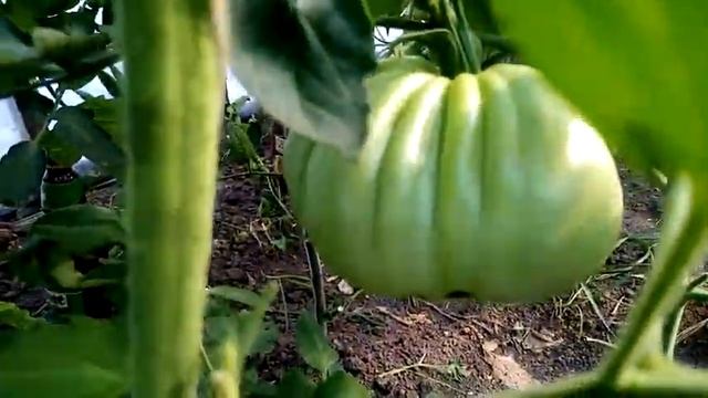 Хлороз. Что это такое и чем он опасен? Признаки хлороза. Что делать? смотреть онлайн