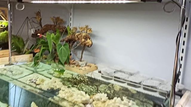 Внезапно о привычном. Аквариум Tetra может быть больше чем просто аквариум! смотреть онлайн