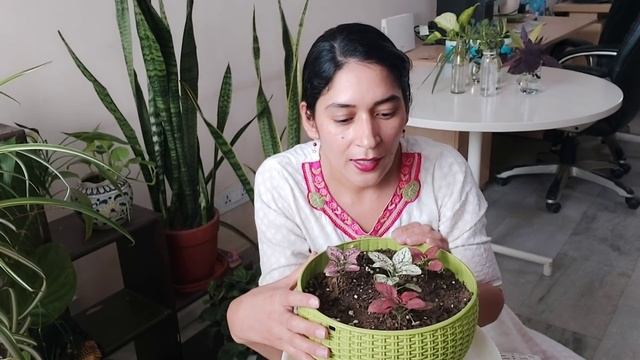 Polka-Dot summer care_How to care Polka-Dot plant in summer?बिना फूलों के रंग भरनेवाला पौधाPolka-Do смотреть онлайн