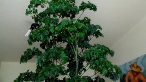 Geranium Aralia or Polyscias Guilfoylei