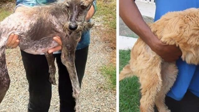 Парализованную собаку выкинули в мусорный бак ... Вы только посмотрите что с ней сейчас ... смотреть онлайн