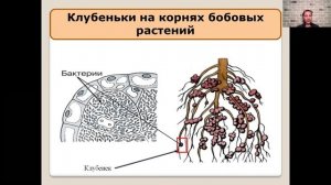 Роль бактерий в природе и жизни человека