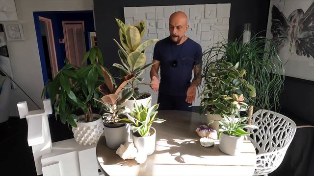 House Plants easy to grow for beginners and pros смотреть онлайн