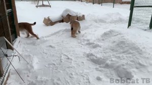 ПУМА И РЫСИ РЕЗВЯТСЯ В МЕТЕЛЬ.