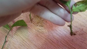 Черенкование мандарина 🍊