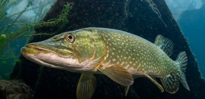 Читаем - рыб изучаем.