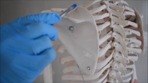 Анатомия человека - кости