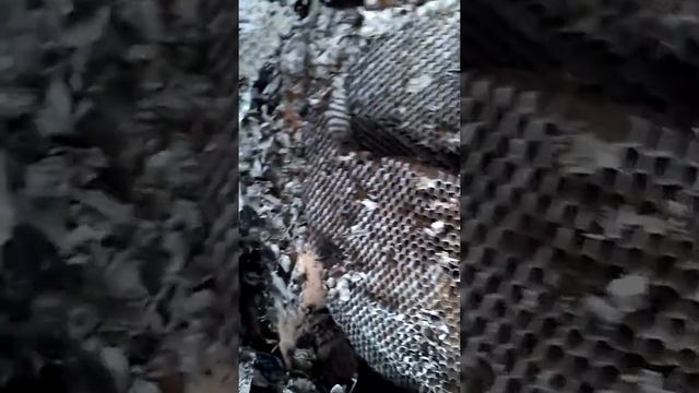 Пчелы (осы) в доме на чердаке. Гнездо пчел в частном доме. Пчела улей. смотреть онлайн