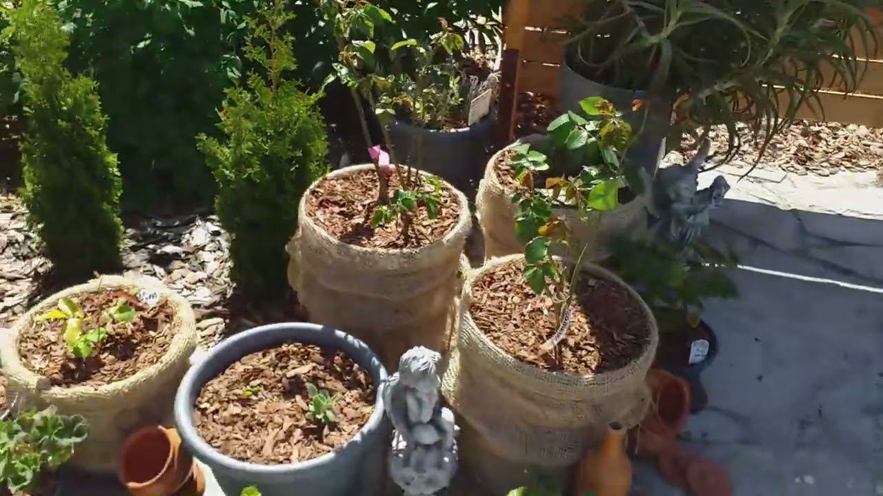 Розы. Мобильные розарии. Рассуждения о поддерживающей обработке. 23.05.24 смотреть онлайн