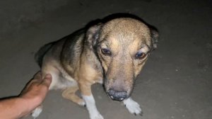 СОБАКА ЗАДЫХАЕТСЯ что делать//Болезнь собаки по симптомам