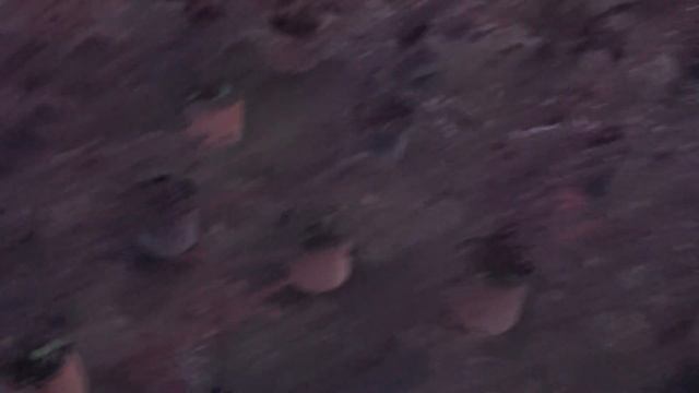 Красивый сад для пчел смотреть онлайн