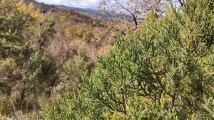 Сезон грибов в ноябре Новороссийск