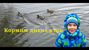 Кормим диких уток.
