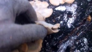 Работа на делянке. Заготовка дров. Газель дров в одного.