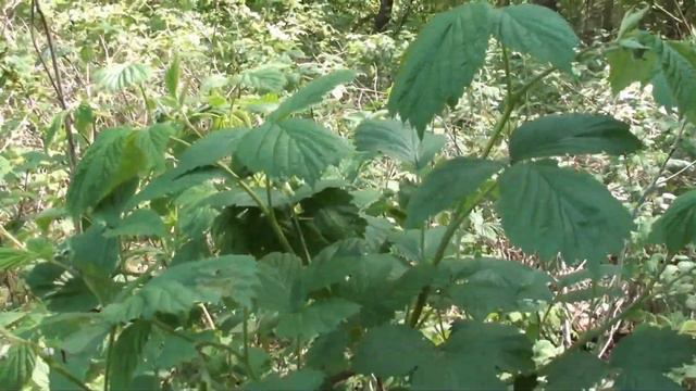 Місця під роєвні, огляд медоносів заплавного лісу. смотреть онлайн