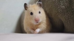 ХОМКИ наш Тук любит поесть! Смешное видео про ДЖУНГАРИКОВ ХОМЯЧКОВ!