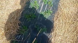 Актеллик+Аполло+Редамил голд+Атомик(прилипатель)#2 обработка клубники по листу 10.04.22