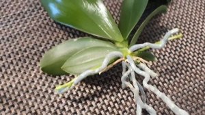 Моя новиночка ✅ ОРХИДЕЯ "Мини Марк" Phalaenopsis Mini Mark