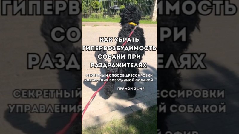 Убрать зооагрессию через рывки,удавку и команду рядом — реально? #животные