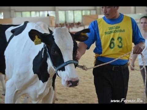 Выставка Звёзды Подмосковья Молочные коровы Пятая группа