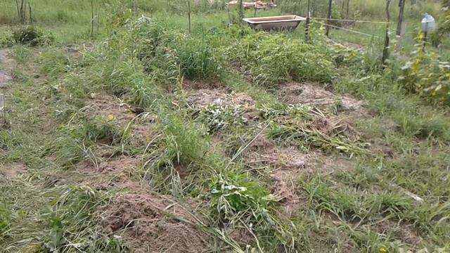 Огород на 4 августа. Картофель Капуста Мульча и .....