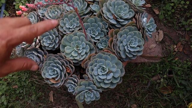 Tour por mi colección de Suculentas y Cactus con nombres 2022 смотреть онлайн
