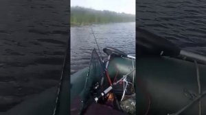 Беларусь, 2018 год, 49 км на моторе "Шармакс" 4,лодка Гелиос 28 и электромотор. По реке Птичь.
