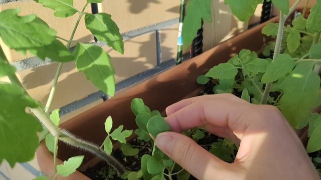 Балконный сад. Что я выращиваю на 8 кв. м. городского балкона смотреть онлайн