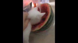 з вами я джокер Виктор дудка кот джокера