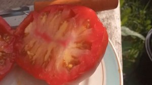 Томат Red Pear(Красная груша)