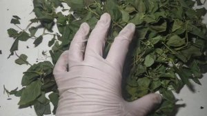 боровая матка (трава)(ортилия однобокая)