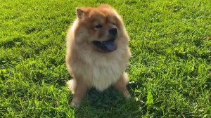 Существуют ли Мини Чау-Чау? Да! / Are there Mini Chow Chows? Yes!