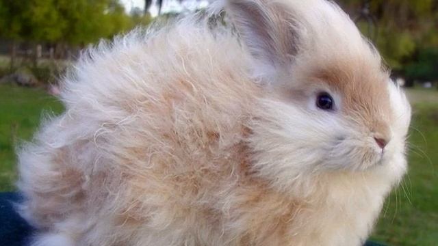 Карликовый кролик: сколько живут породы, уход и содержание