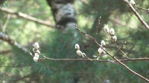 Здоровые почки  Сытин Г.Н. (без муз.)