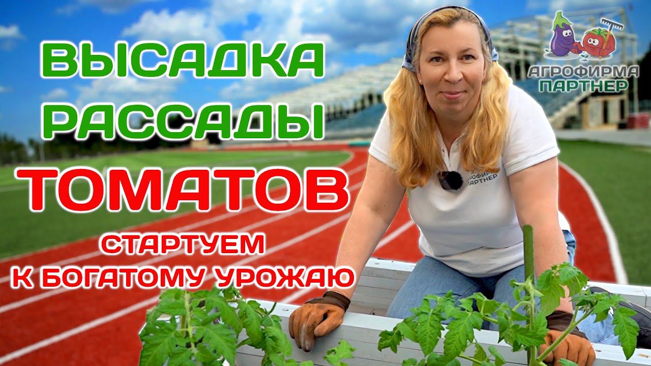 Высадка рассады томатов с горизонтальным заглублением стебля | #огород #рассада #томаты