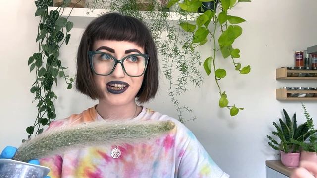 PROPPING AND ROOTING MY MONKEY TAIL CACTUS! ? How To Remove A Scion From Rootstock смотреть онлайн