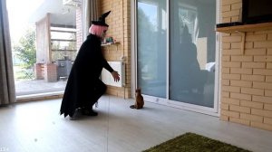 Счастливого Хэллоуина. Ведьма в гостях у кошек | Happy Halloween. The witch comes to visit the cats