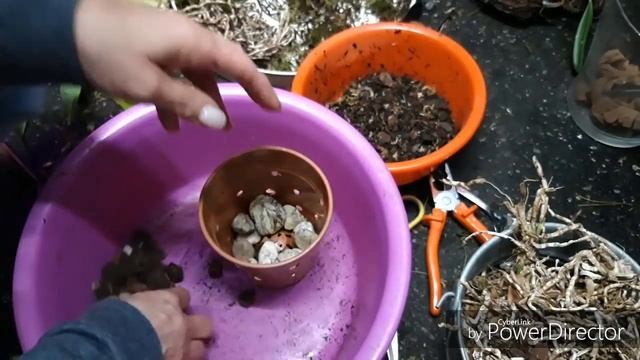 Орхидеи. ЗИГОПЕТАЛУМ - пересадка, субстрат-состав и результаты в описании под видео. смотреть онлайн