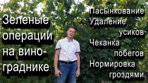 Зеленые операции на винограднике. Пасынкование, удаление усиков, нормировка гроздями и чеканка