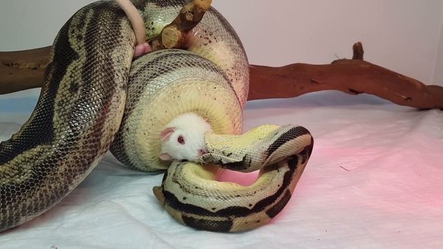 Императорский удав мотли смотреть онлайн