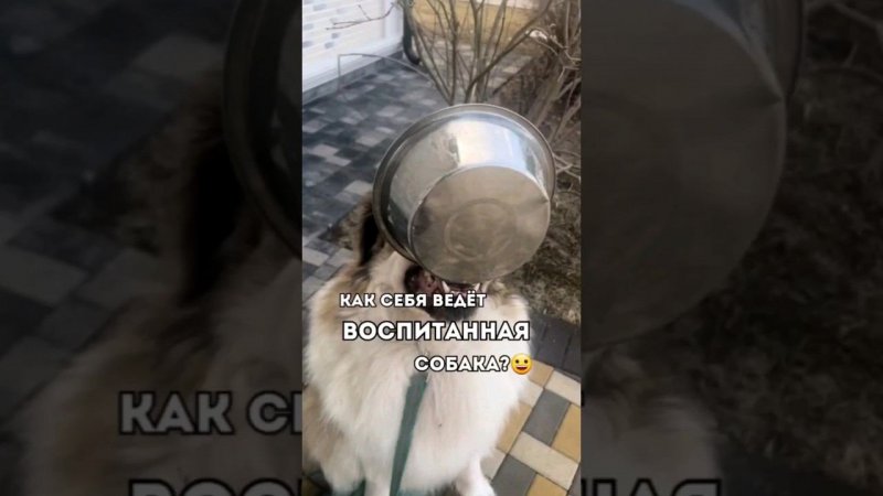 как ведёт себя ВОСПИТАННАЯ собака?#кинолог