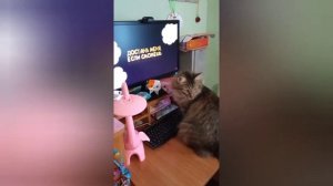 Сибирский кот смотрит ТВ | Анука давай-ка