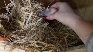 Секретное гнездо в курятнике для кур несушек