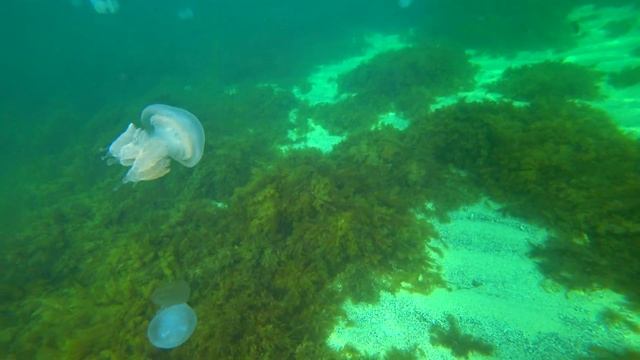 Поплыли на доске далеко в море... смотреть онлайн