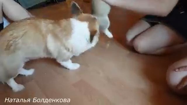 Раскрываю секрет#Кто появился у нас в хозяйстве?!.. смотреть онлайн