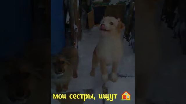 Мини - приют