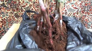 Зимняя прививка персика.