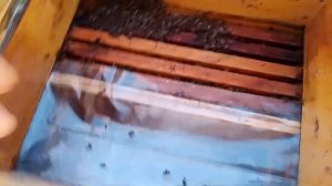 Продолжение о семье с подозрением на болезнь нозема церана.6 января 2024 года.Замена рамки.