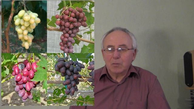 @О зимостойкости новых форм винограда смотреть онлайн