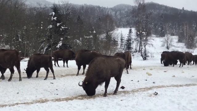 Зубри смотреть онлайн